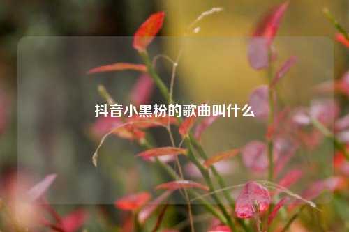 抖音小黑粉的歌曲叫什么